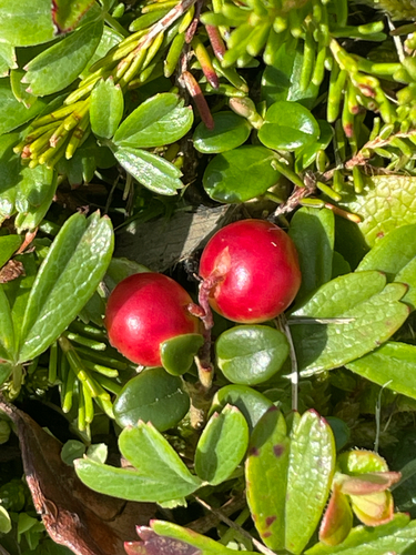 Lingonberry