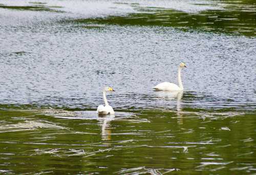 Whooper Swan