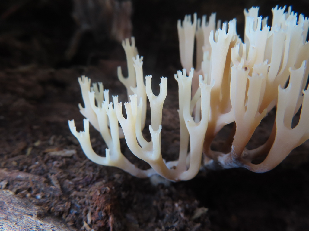 crown-tipped coral fungus · August 2026 · photo: Photo: (c) Ken Clark, some rights reserved (CC BY) · iNaturalist