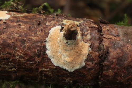 Junghuhnia nitida observed 2026-08-15