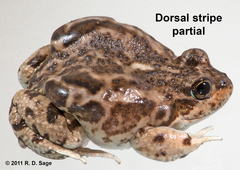 Pleurodema bufoninum