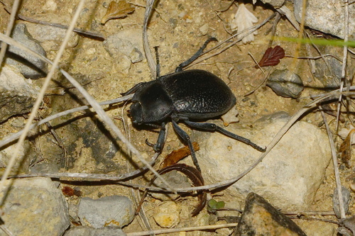 Stenomorpha obliterata