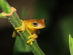 Dendropsophus minutus