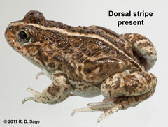 Pleurodema bufoninum