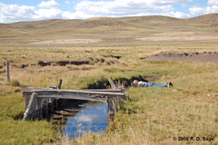 Pleurodema bufoninum