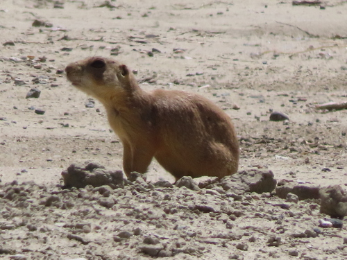 Gunnison's Prairie Dog