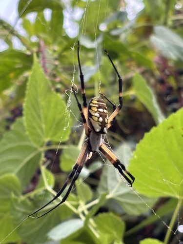 Yellow Garden Spider