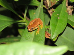 Dendropsophus mathiassoni