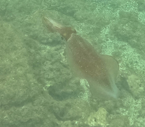 Sepioteuthis lessoniana observed 2026-08-16