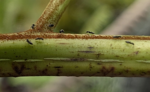 Technomyrmex albipes observed 2026-08-17