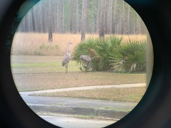 Antigone canadensis pulla