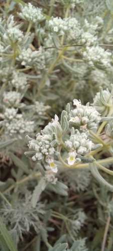 Teucrium polium, photograph 3