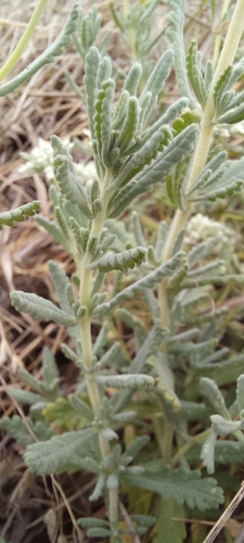 Teucrium polium, photograph 4