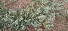 (c) Гущина Ангелина Викторовна, some rights reserved (CC BY) Teucrium polium, photograph (c) Гущина Ангелина Викторовна, some rights reserved (CC BY)