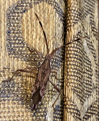 Pomponatius luridus