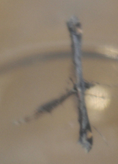 Anstenoptilia