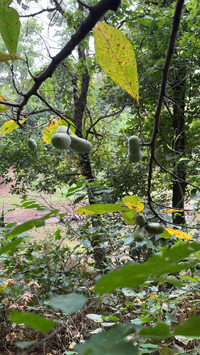 common pawpaw