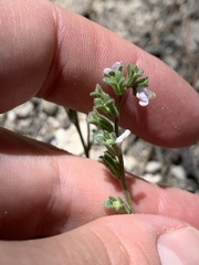 Phacelia affinis