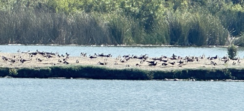 iNaturalist observation photo of Black Skimmer