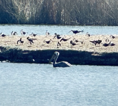 iNaturalist observation photo of Brown Pelican