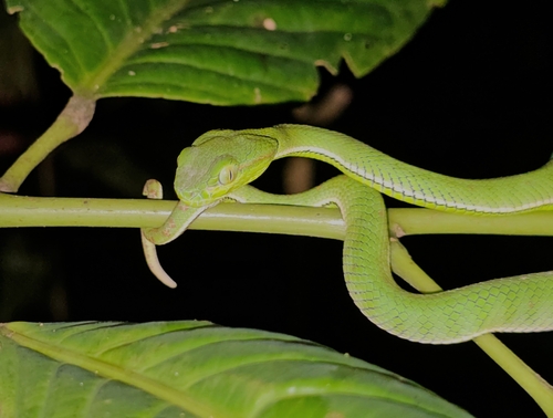 Trimeresurus hageni, 2026-08-10