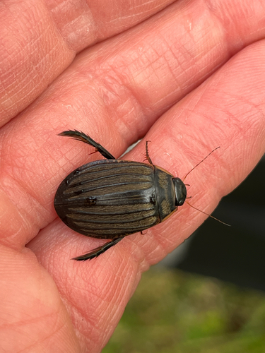 Lesser Diving-beetle