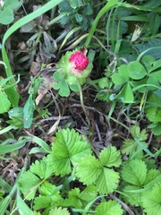 Potentilla hebiichigo