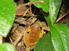 Dendropsophus minutus