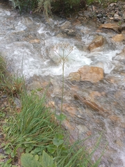 Valeriana alliariifolia