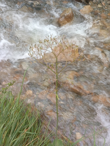 Valeriana alliariifolia, photograph 2