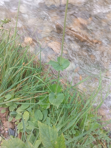 Valeriana alliariifolia, photograph 3