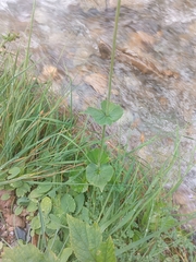 Valeriana alliariifolia, photograph (c) Maria Kohanovskaya, some rights reserved (CC BY)