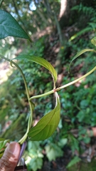 Magnoliopsida