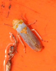 Oncometopia hamiltoni