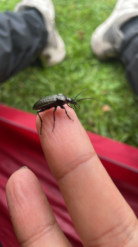 Granulated Ground Beetle