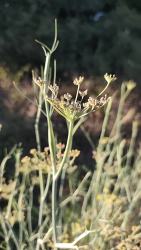 fennel