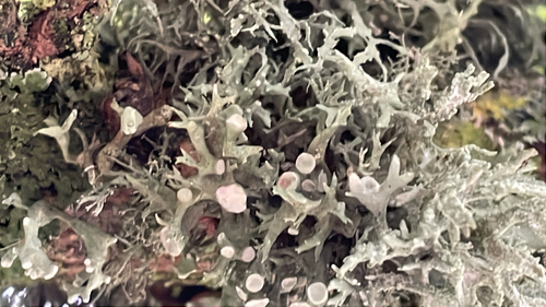 Dotted Ribbon Lichen