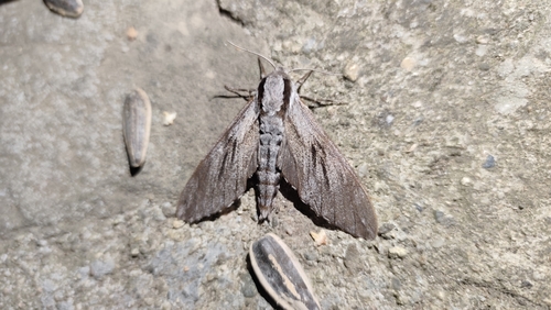 Pine Hawkmoth