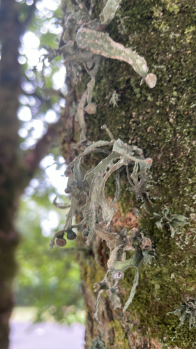 Cartilage Lichen