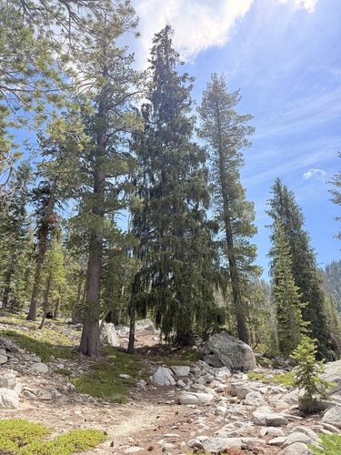 Picea breweriana