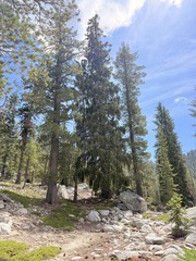 Picea breweriana