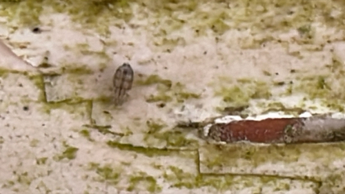 Cerobasis guestfalica