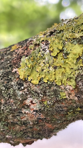 Common Sunburst Lichen