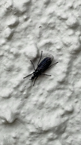 Fever Fly