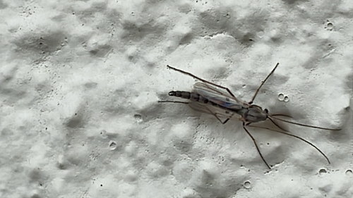 Chironomus Group