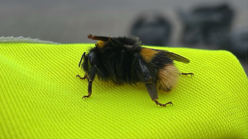 Buff-tailed Bumble Bee