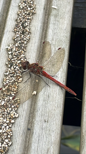 Common Darter