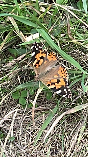 Painted Lady