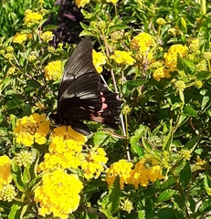 Heraclides anchisiades