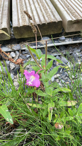 Great Willowherb